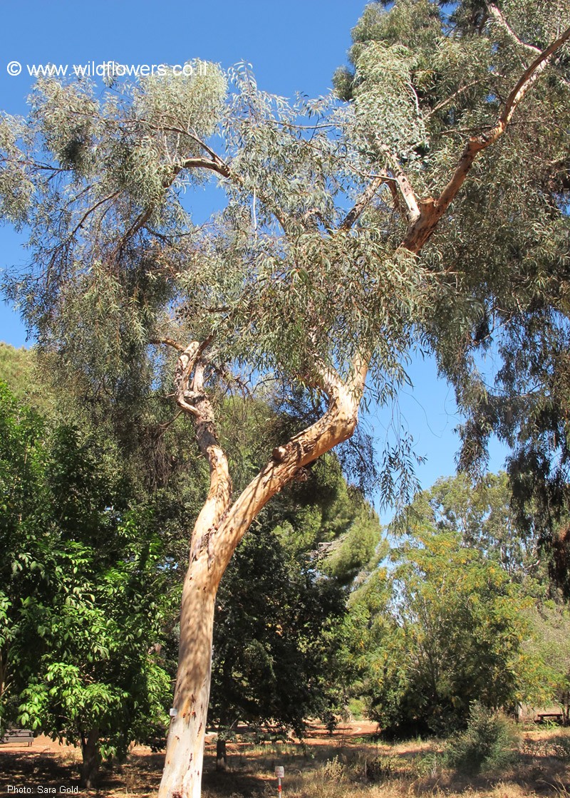 Eucalyptus accedens